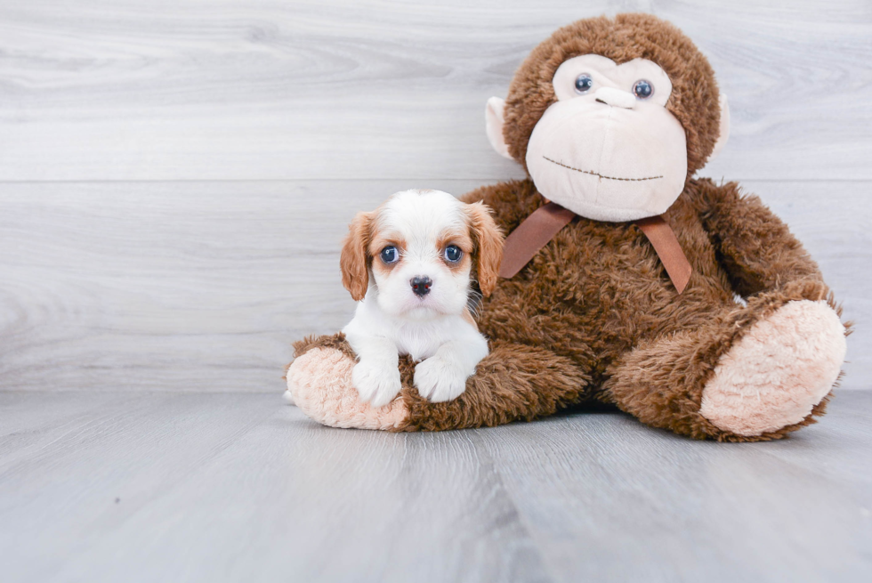 Best Cavalier King Charles Spaniel Baby