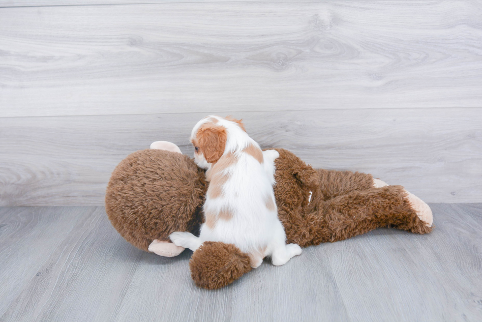 Hypoallergenic Cavalier King Charles Spaniel Baby