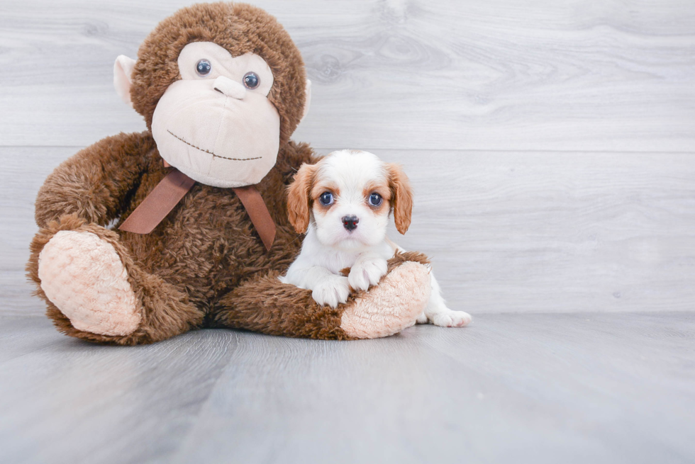 Cavalier King Charles Spaniel Puppy for Adoption