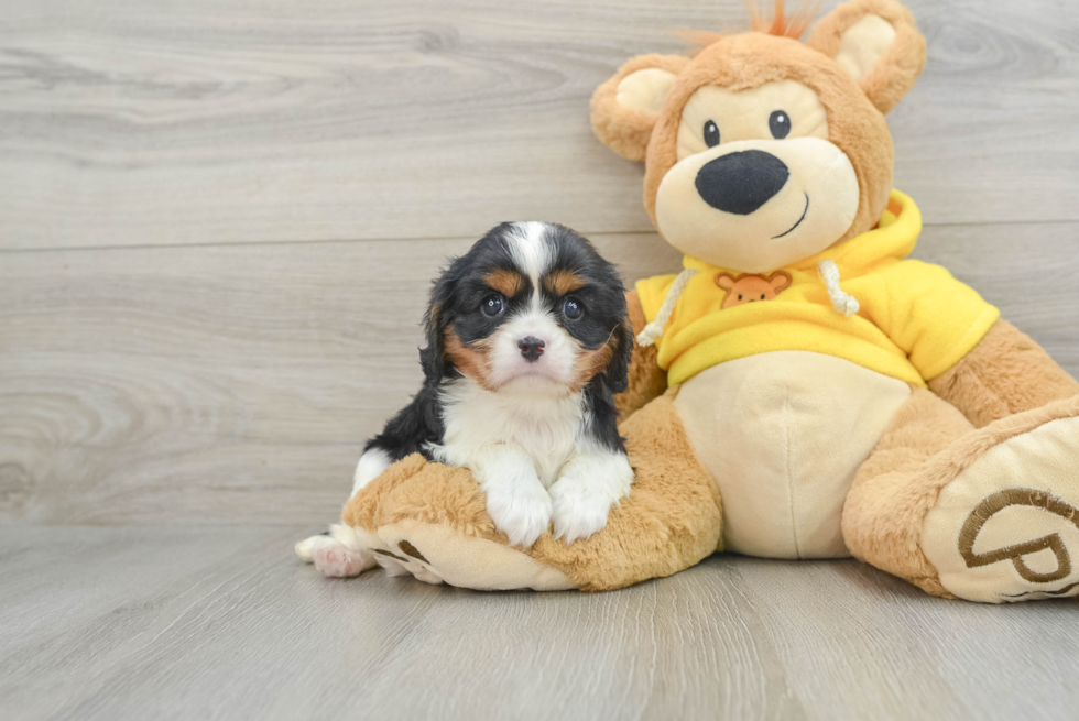 Popular Cavalier King Charles Spaniel Baby