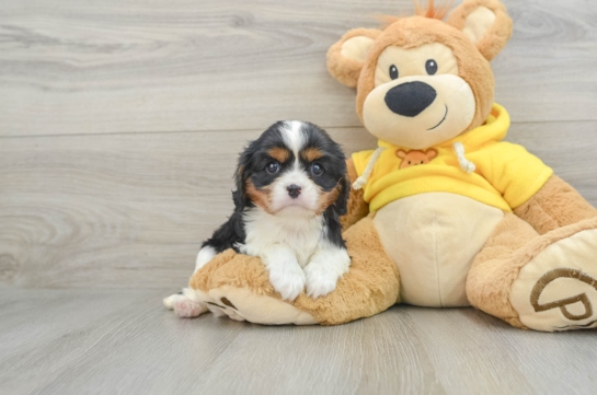 Popular Cavalier King Charles Spaniel Baby