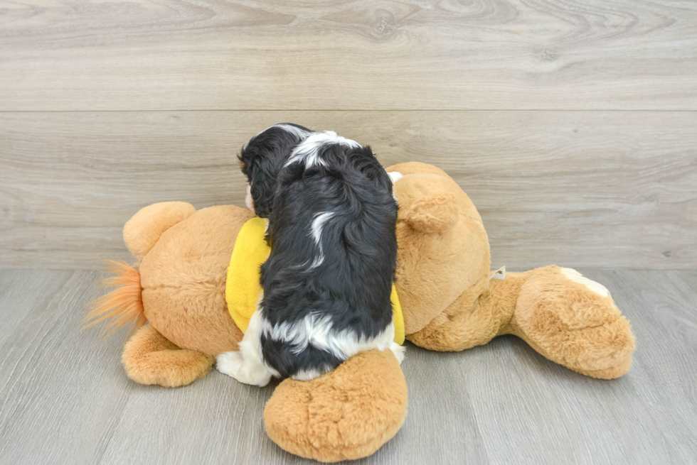 Funny Cavalier King Charles Spaniel Purebred Pup