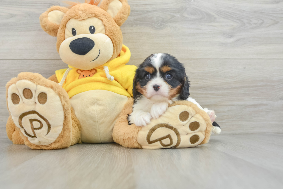 Cavalier King Charles Spaniel Pup Being Cute