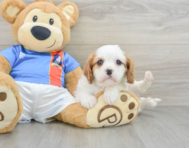 6 week old Cavalier King Charles Spaniel Puppy For Sale - Premier Pups