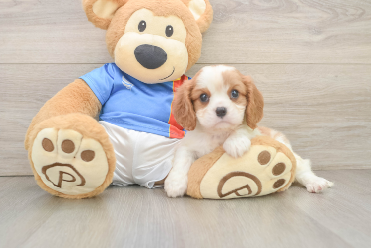 Hypoallergenic Cavalier King Charles Spaniel Purebred Pup