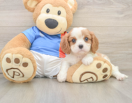 5 week old Cavalier King Charles Spaniel Puppy For Sale - Premier Pups