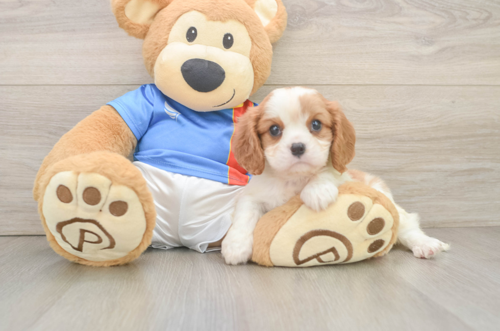 6 week old Cavalier King Charles Spaniel Puppy For Sale - Premier Pups