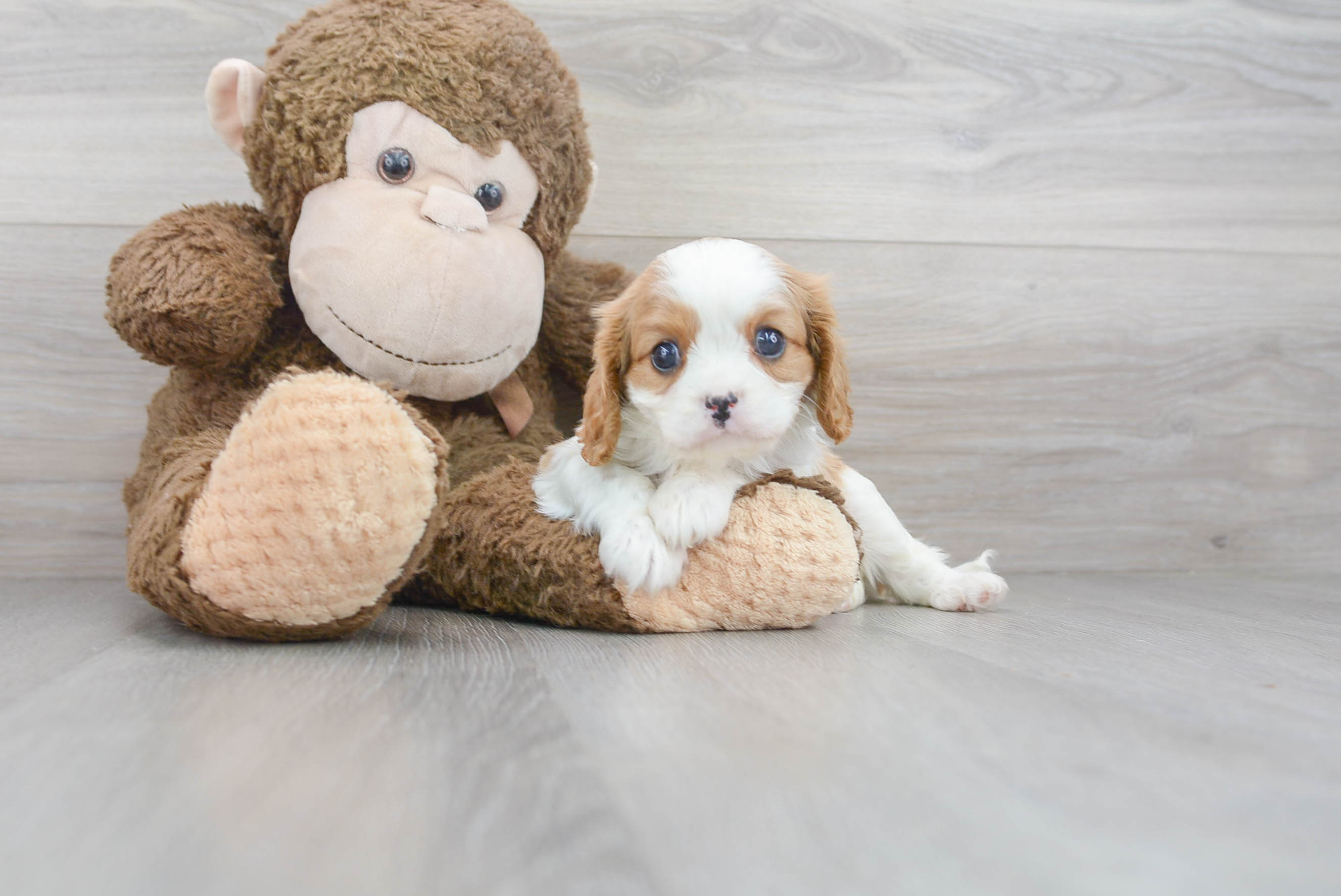 Cavalier King Charles Spaniel Puppy for Adoption