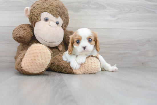 Cavalier King Charles Spaniel Puppy for Adoption