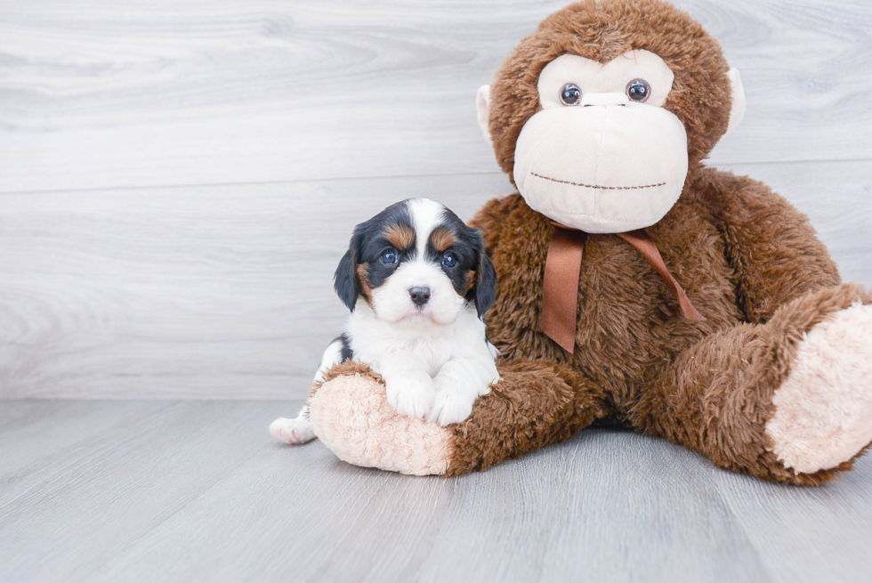 Cavalier King Charles Spaniel Puppy for Adoption