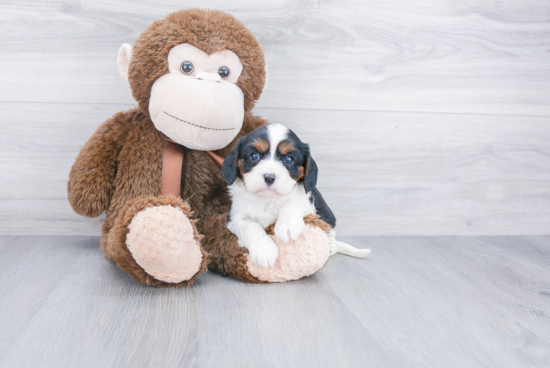 Cavalier King Charles Spaniel Puppy for Adoption