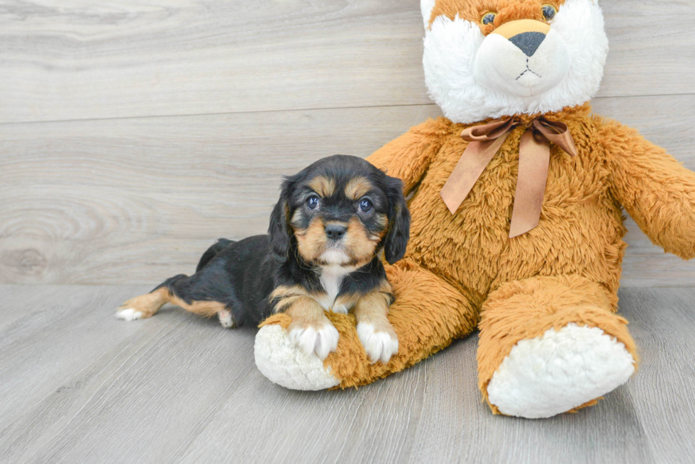 Small Cavalier King Charles Spaniel Purebred Pup