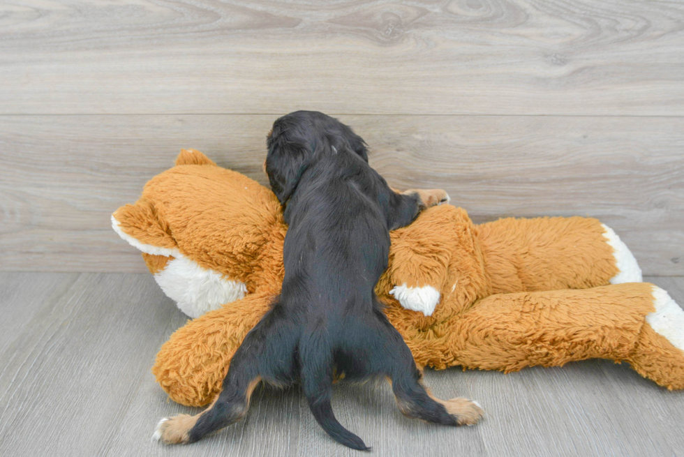 Popular Cavalier King Charles Spaniel Purebred Pup