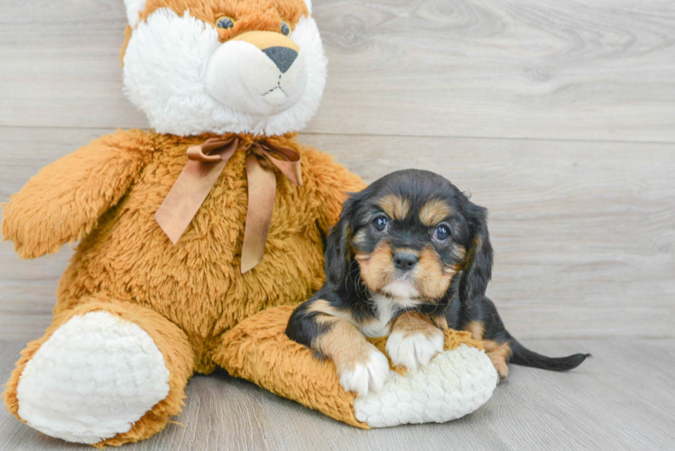 Energetic Cavalier King Charles Spaniel Purebred Puppy