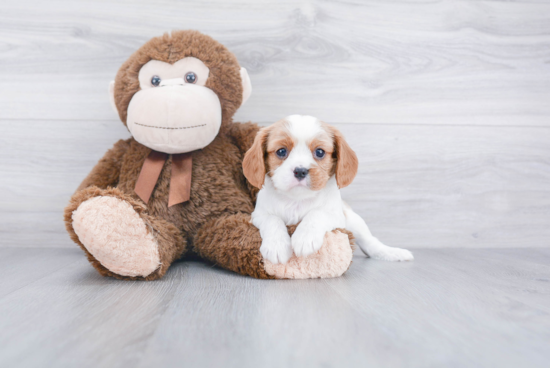 Funny Cavalier King Charles Spaniel Baby