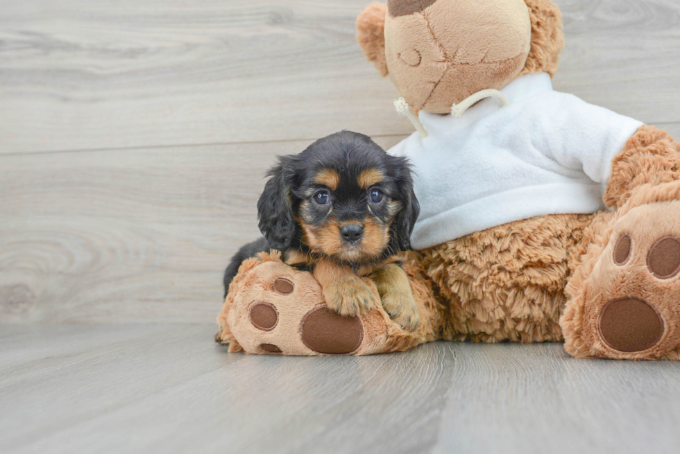 Best Cavalier King Charles Spaniel Baby