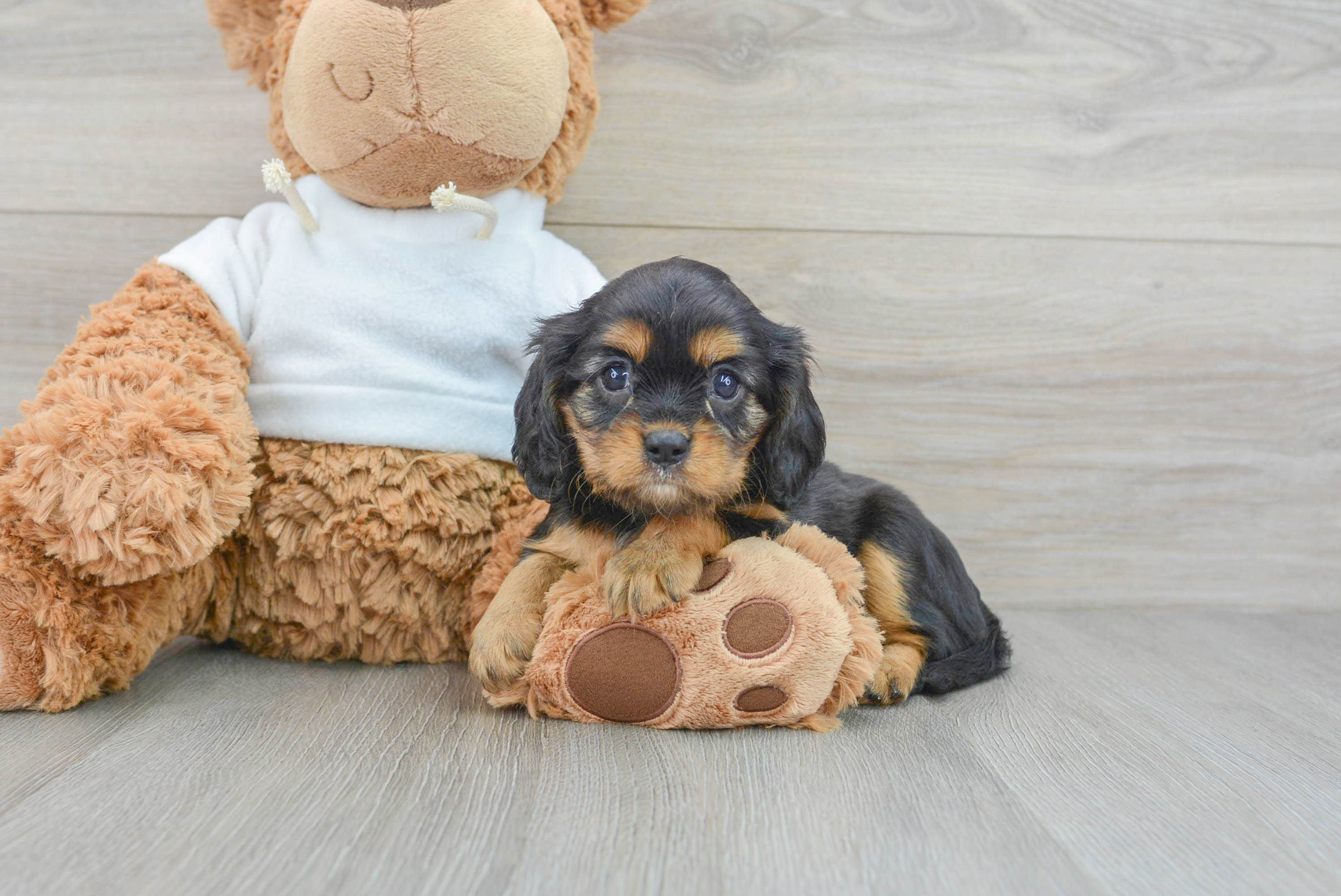 Little Cavalier King Charles Spaniel Purebred Pup
