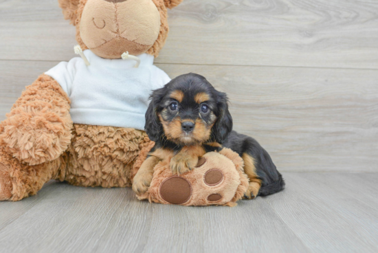 Little Cavalier King Charles Spaniel Purebred Pup