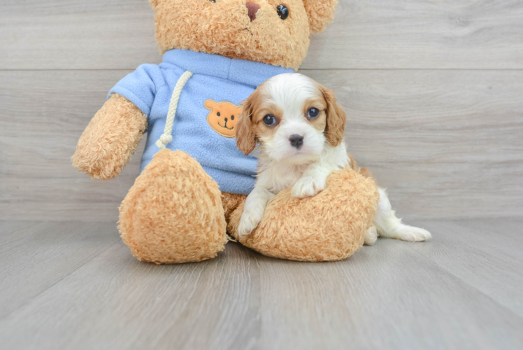 Best Cavalier King Charles Spaniel Baby