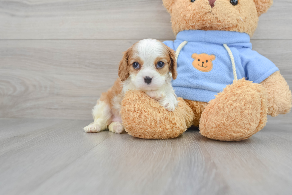 Cavalier King Charles Spaniel Puppy for Adoption