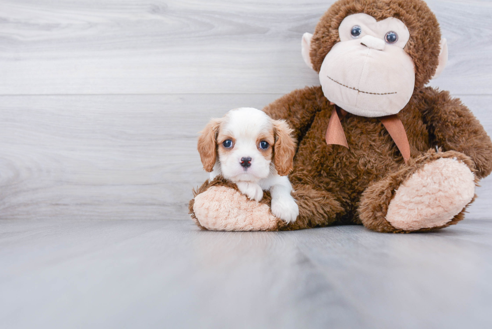 Petite Cavalier King Charles Spaniel Purebred Puppy