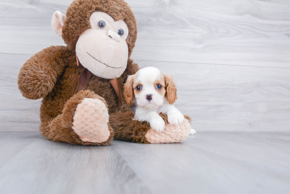 Cavalier King Charles Spaniel Puppy for Adoption