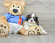 5 week old Cavalier King Charles Spaniel Puppy For Sale - Premier Pups