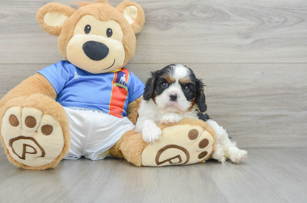 6 week old Cavalier King Charles Spaniel Puppy For Sale - Premier Pups