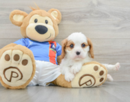 8 week old Cavalier King Charles Spaniel Puppy For Sale - Premier Pups