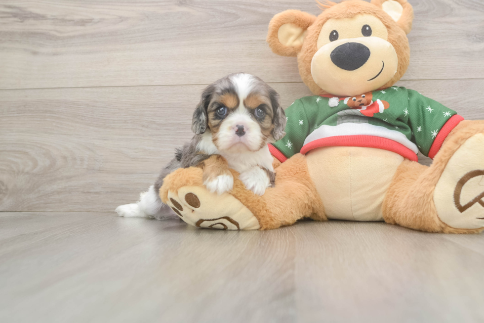 Adorable Cavalier Purebred Puppy