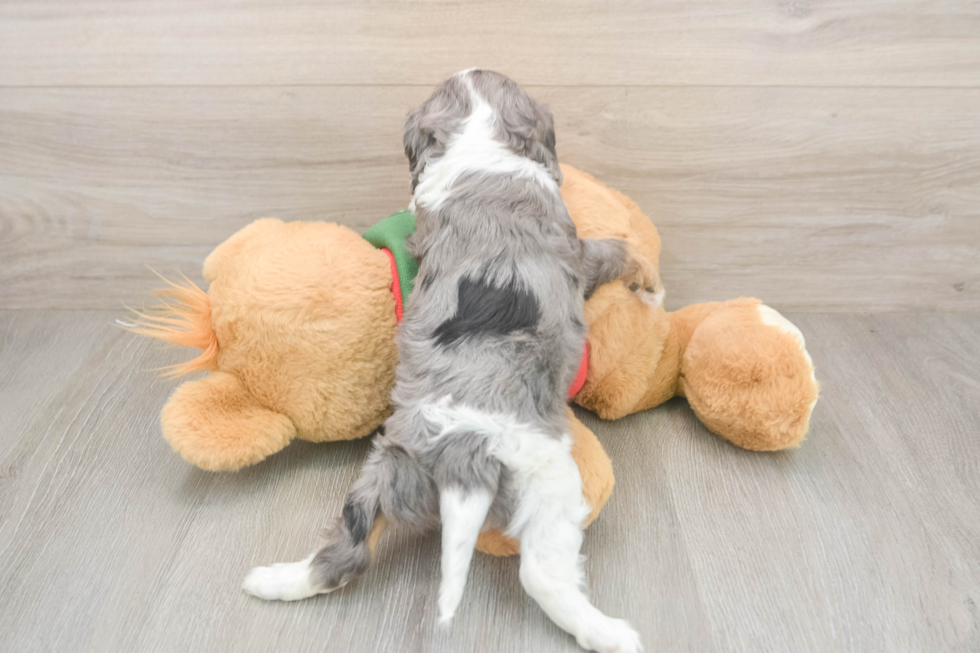 Best Cavalier King Charles Spaniel Baby