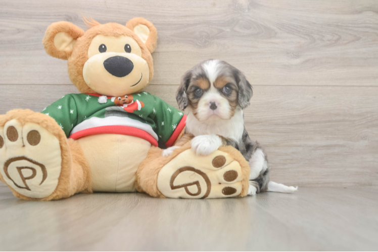 Little Cavalier King Charles Spaniel Baby