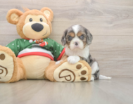 5 week old Cavalier King Charles Spaniel Puppy For Sale - Premier Pups