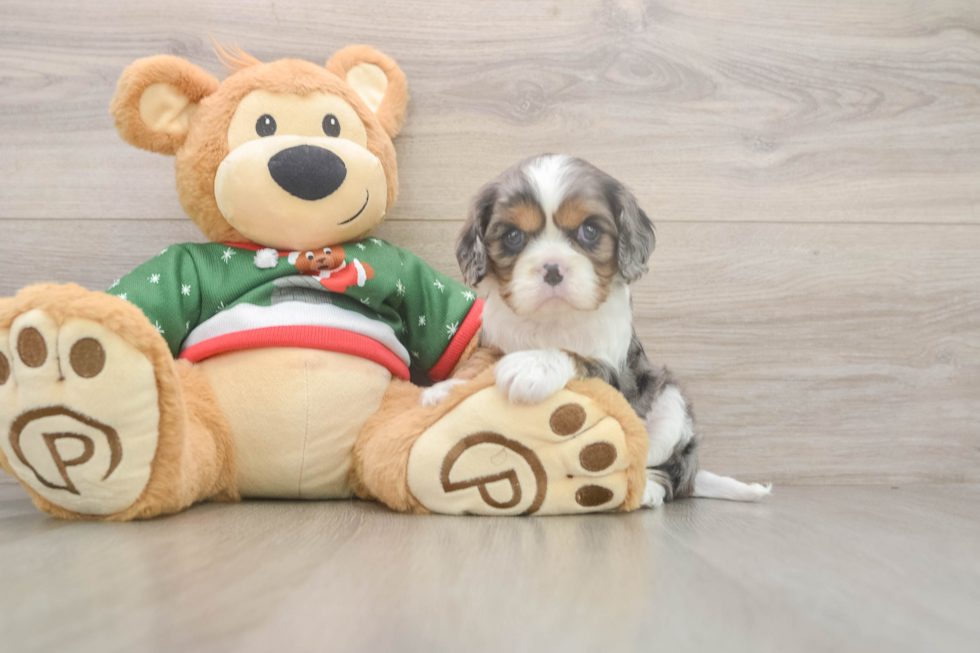 Little Cavalier King Charles Spaniel Baby