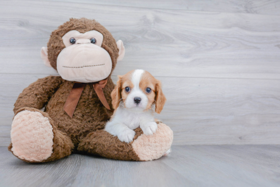 Popular Cavalier King Charles Spaniel Baby