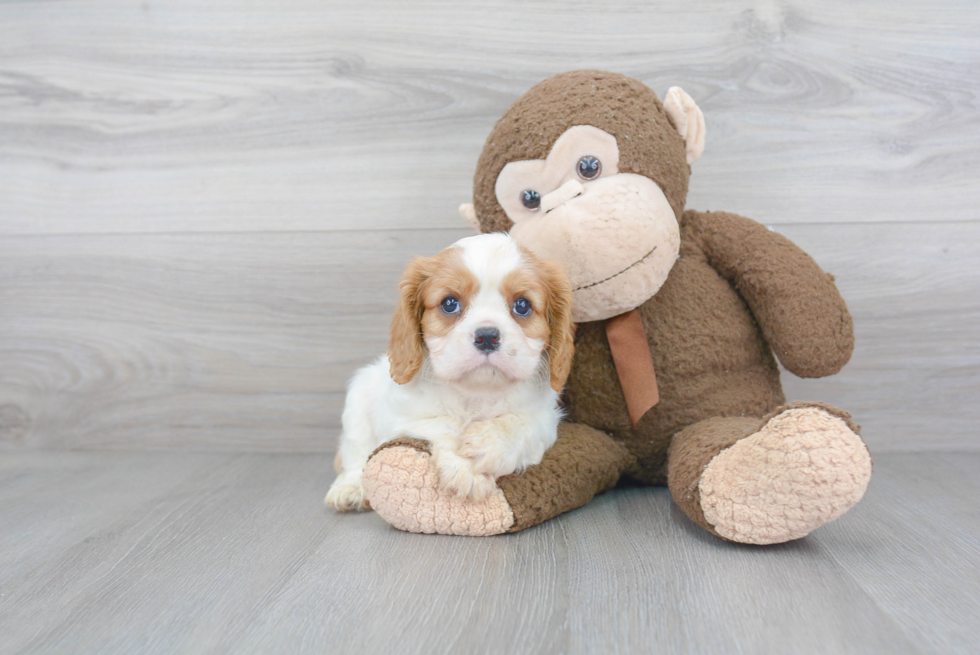 Best Cavalier King Charles Spaniel Baby