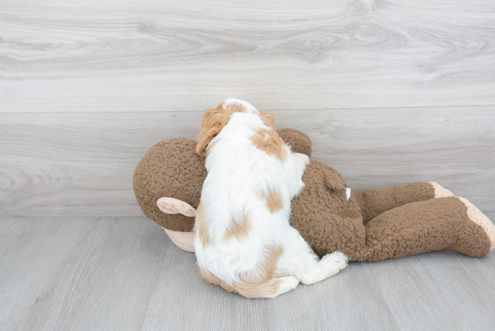 Sweet Cavalier King Charles Spaniel Purebred Puppy