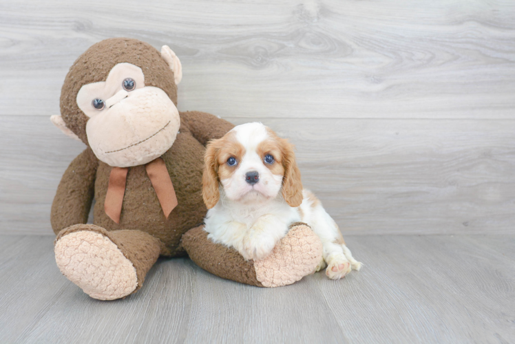 Cavalier King Charles Spaniel Pup Being Cute