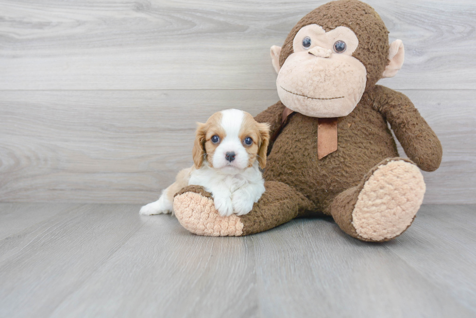 Cavalier King Charles Spaniel Pup Being Cute