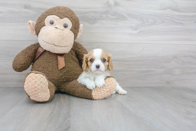 Best Cavalier King Charles Spaniel Baby