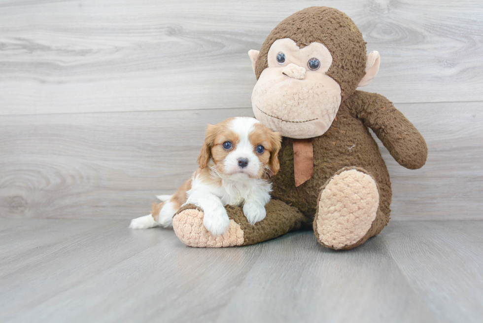 Small Cavalier King Charles Spaniel Baby