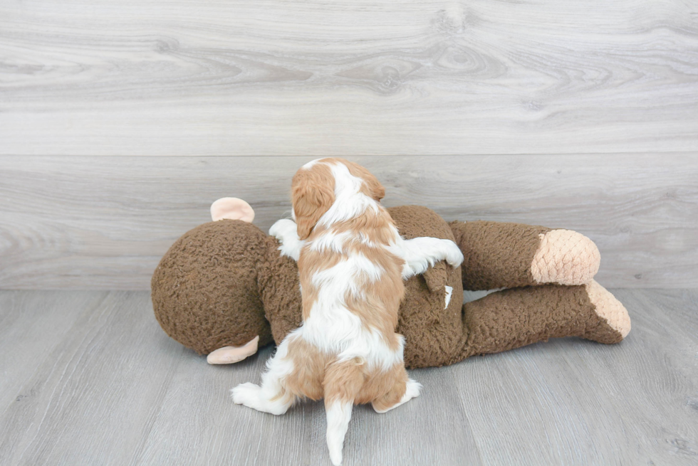 Hypoallergenic Cavalier King Charles Spaniel Purebred Pup