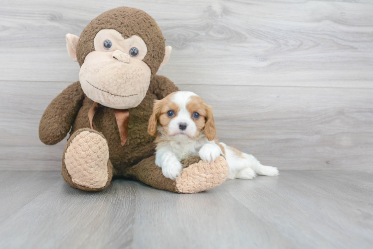 Energetic Cavalier King Charles Spaniel Purebred Puppy