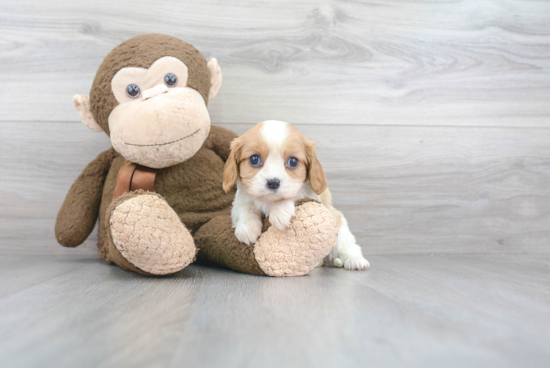 Hypoallergenic Cavalier King Charles Spaniel Baby