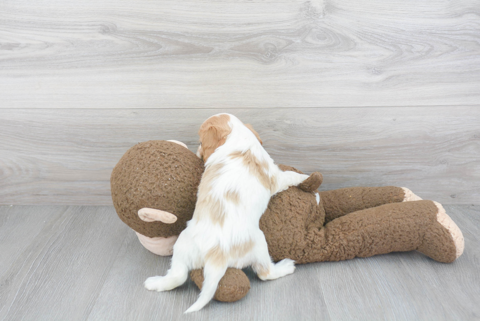 Hypoallergenic Cavalier King Charles Spaniel Baby