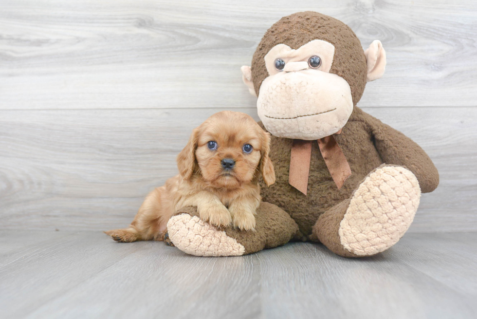 Cavalier King Charles Spaniel Puppy for Adoption