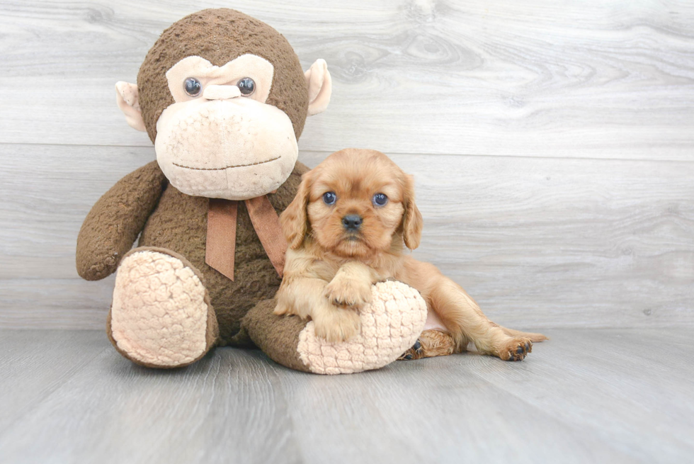 Playful Cavalier King Charles Spaniel Purebred Pup