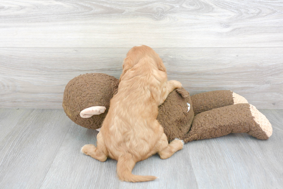 Cavalier King Charles Spaniel Pup Being Cute