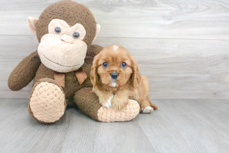 Adorable Cavalier King Charles Spaniel Purebred Puppy