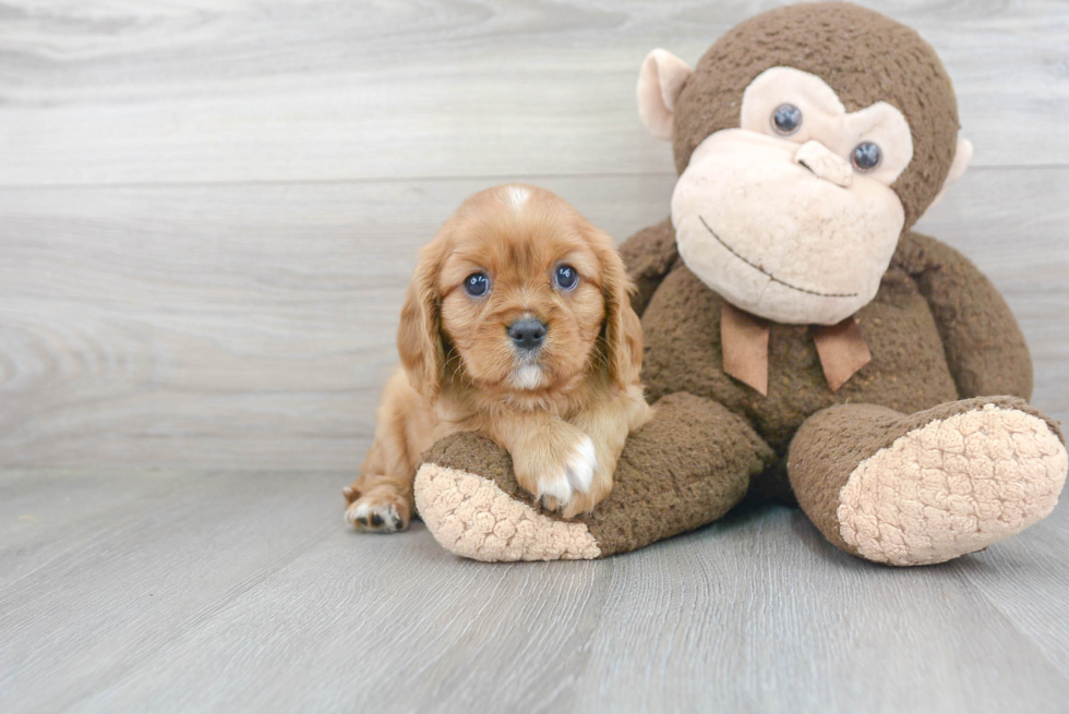 Popular Cavalier King Charles Spaniel Baby